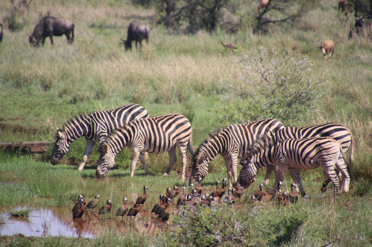 Zebras Tanzania