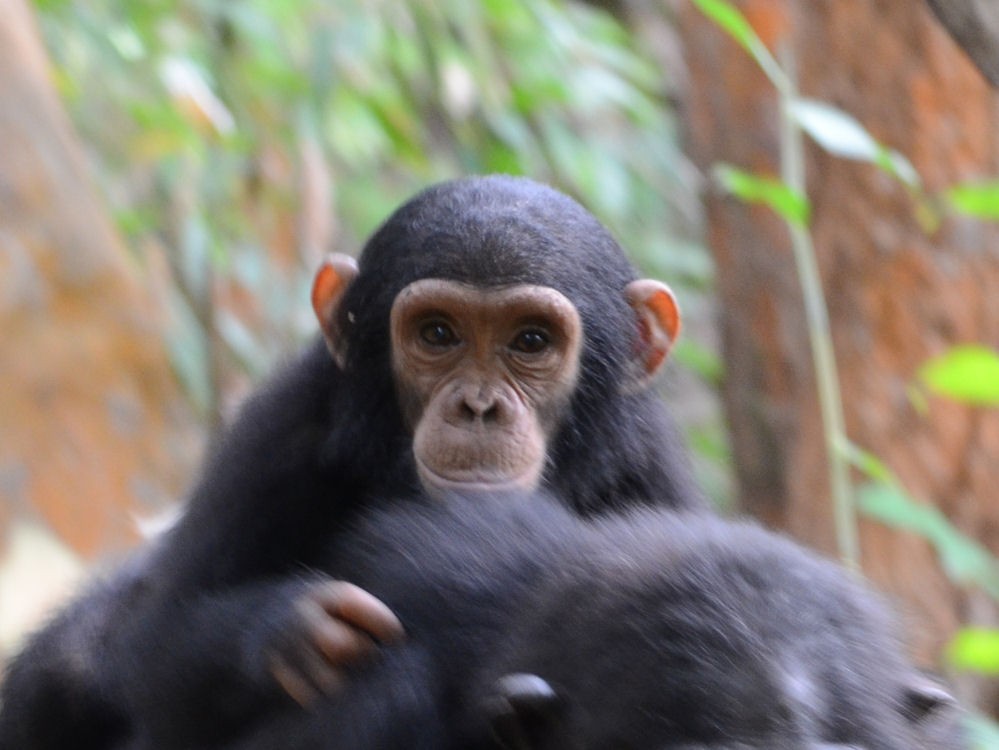 Tage 10-11: Schimpansen Trekking
