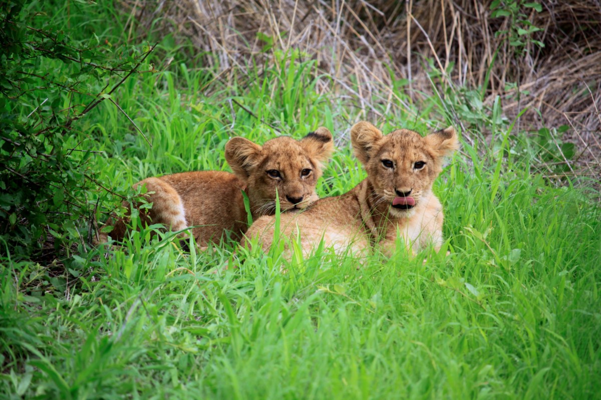 Lion babys in the green gras