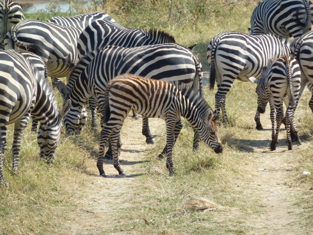 Zebras im Mikumi