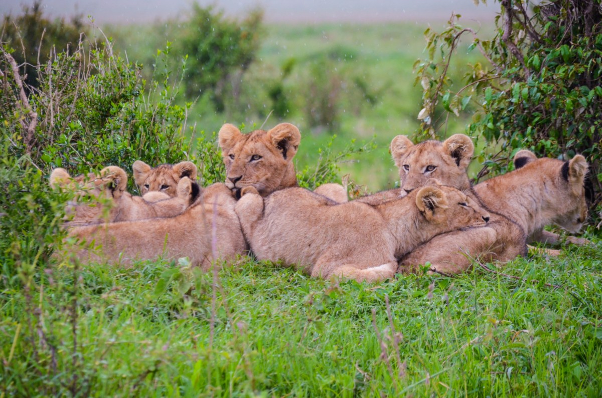 Africa Tanzania Lions young baby family