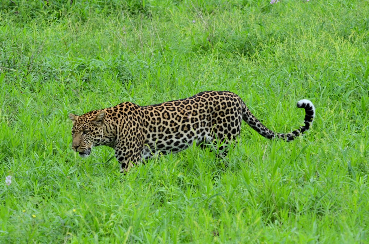 Leopard im Ruaha