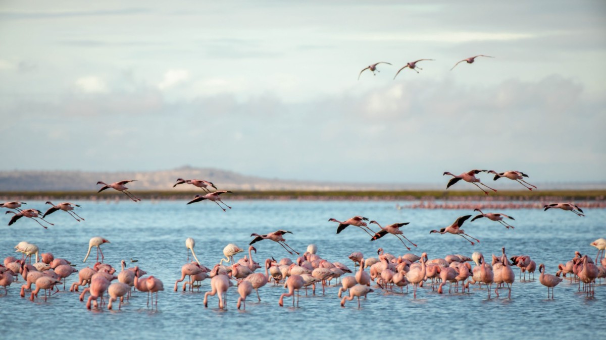 Flamingos im Lake Manyara
