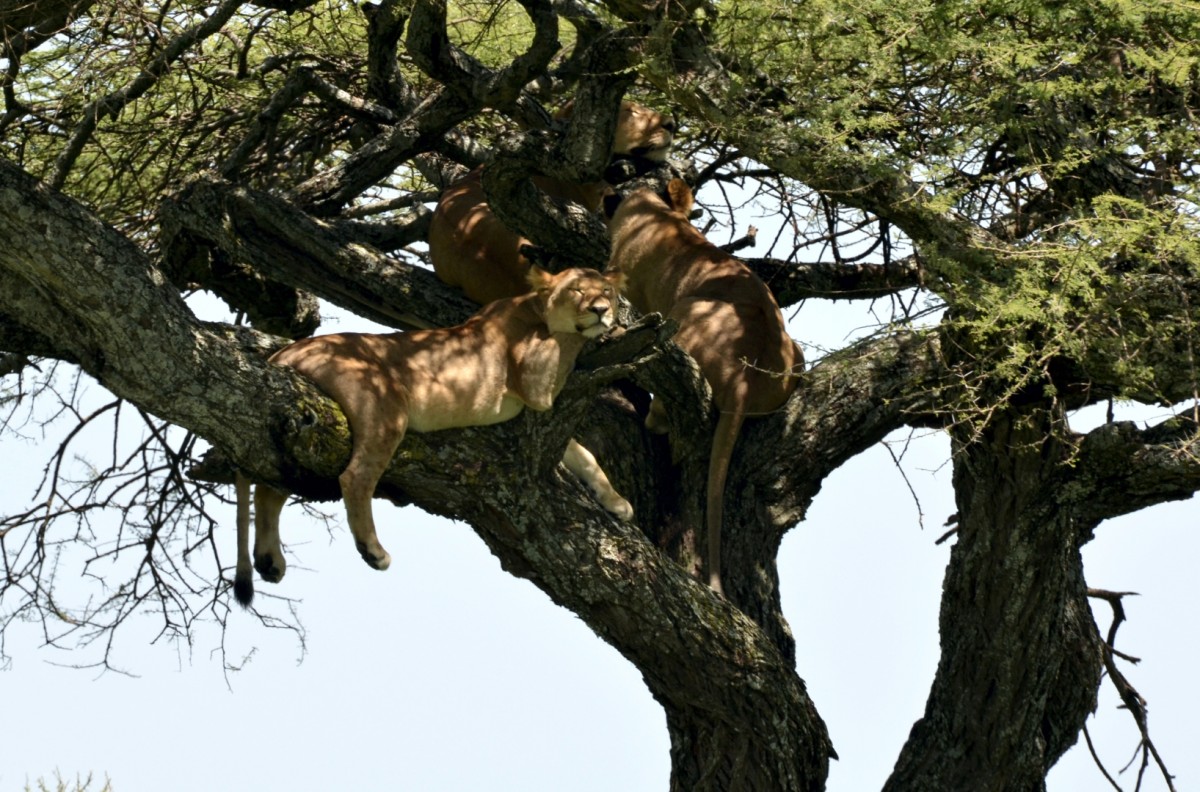 Tree climbing lions Manyara