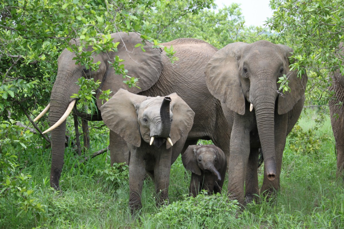 Elefanten Familie im Mikumi Nationalpark, Tansania, Safari