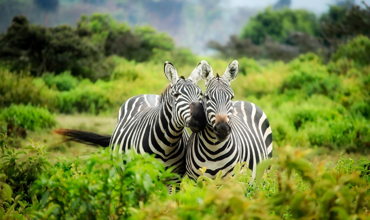 africa-animals-conservation
