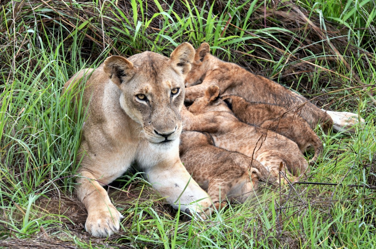 Baby Löwen im Mikumi Nationalpark, Tansania, Safari