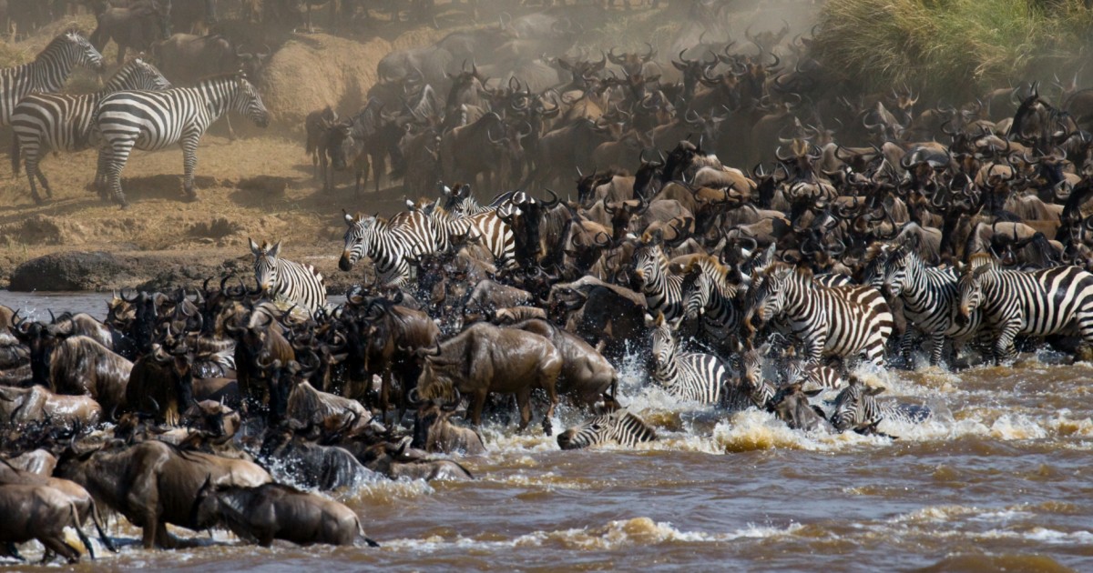 Migration, mara grumeti river, Tanzania