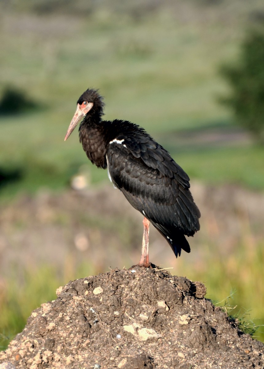 bird stork