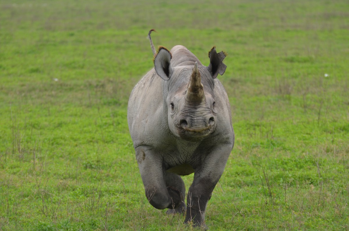 Rhino attacking