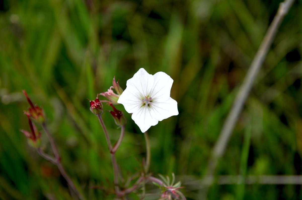 Kitulo flower