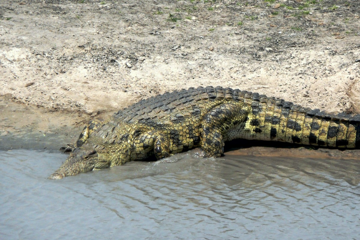 Krokodil am sonnen am Ufer