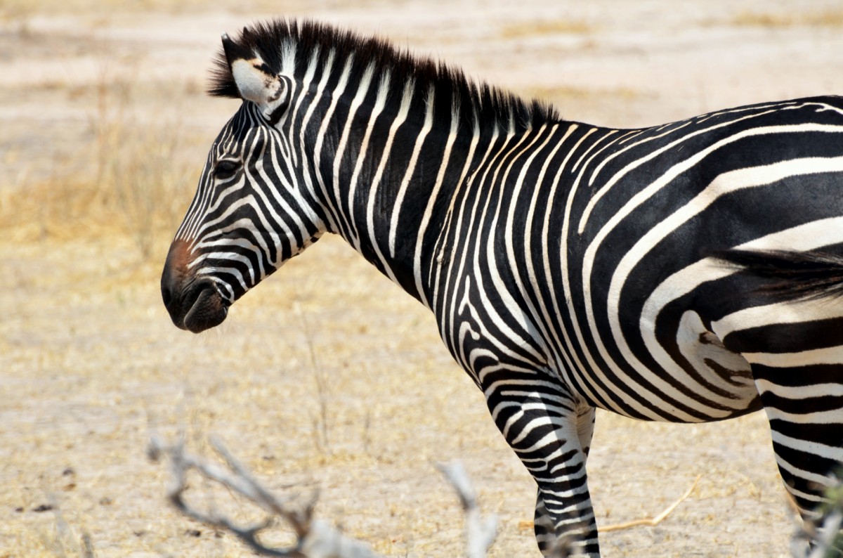 Zebra im Tarangire
