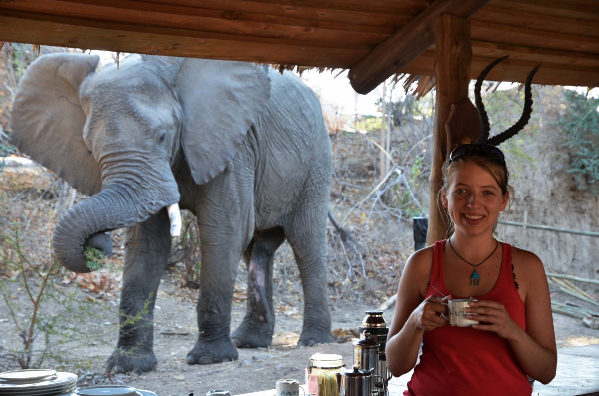 Elefant bei der Kaffeepause