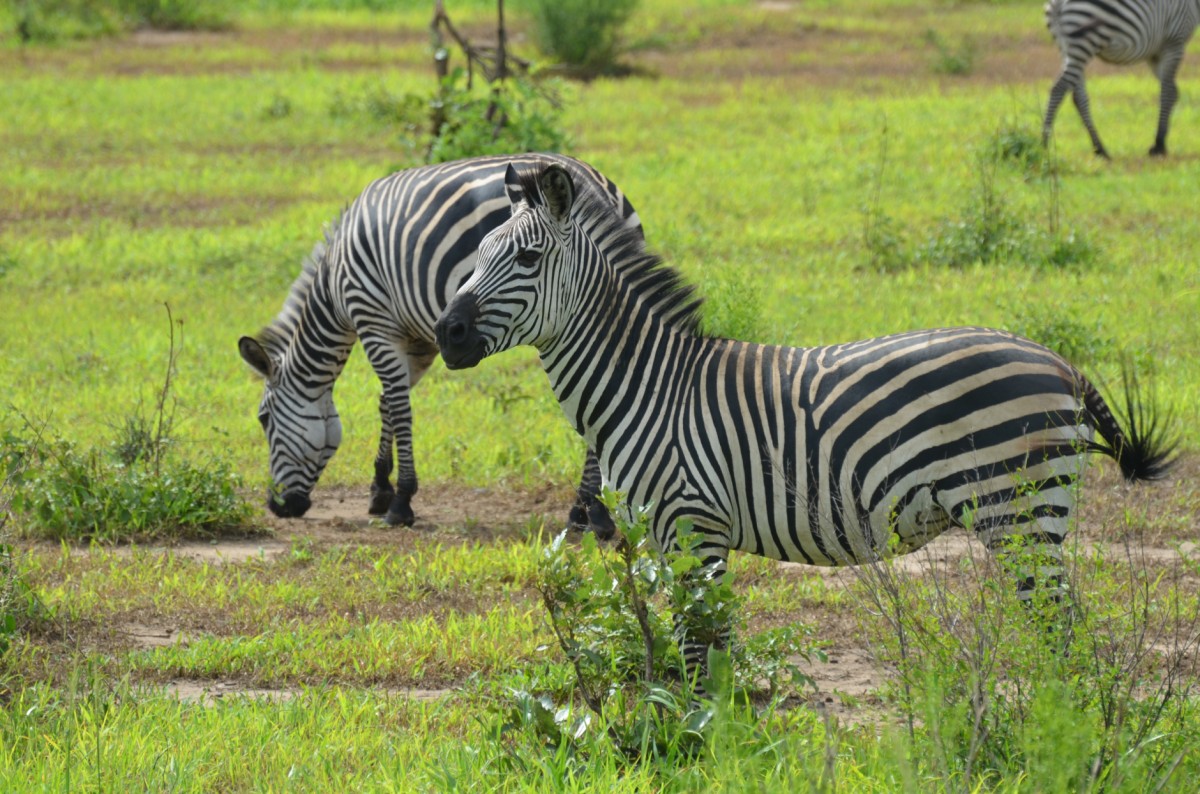 Zebras am Grasen
