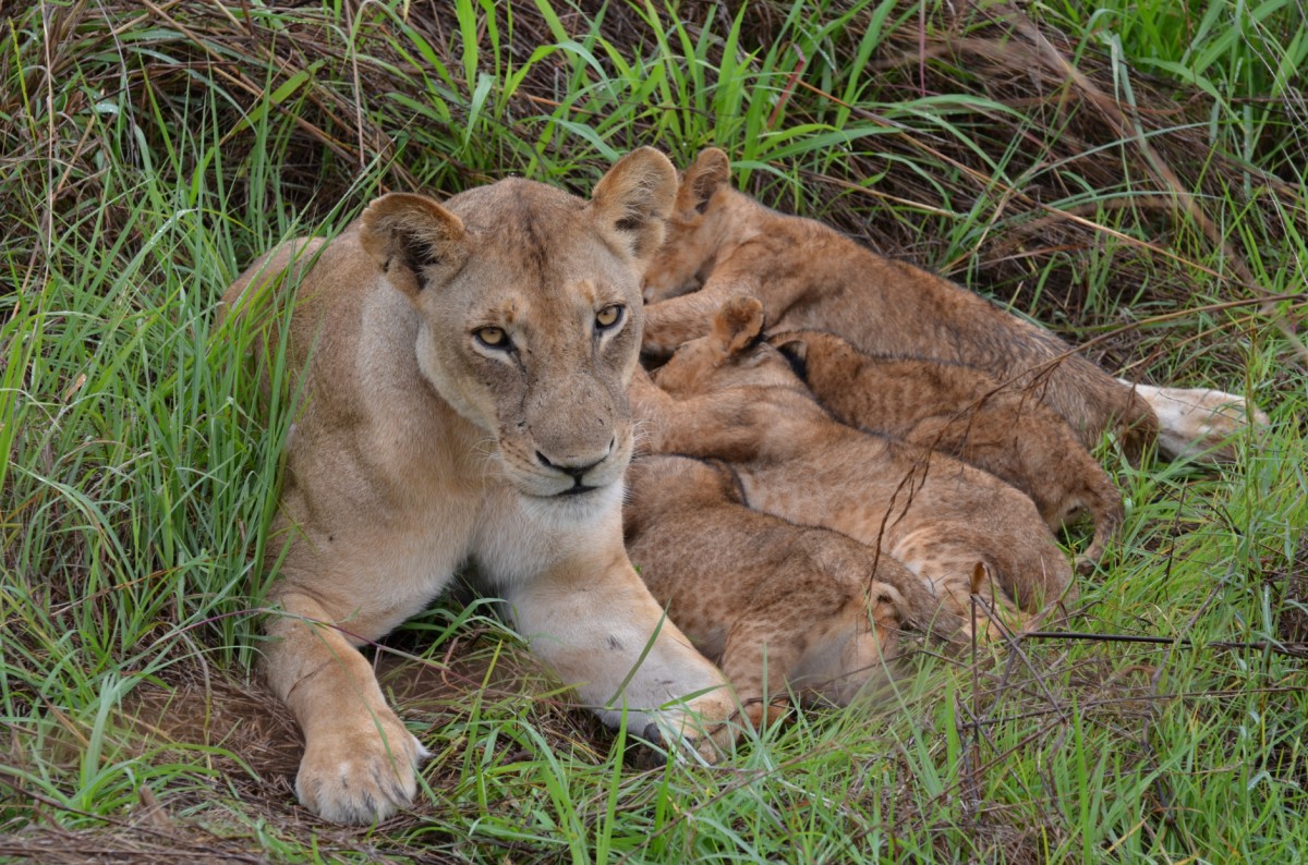 Löwin säugt Babies