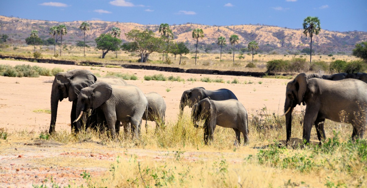 Days 6 - 8: Game Drive in Ruaha National Park