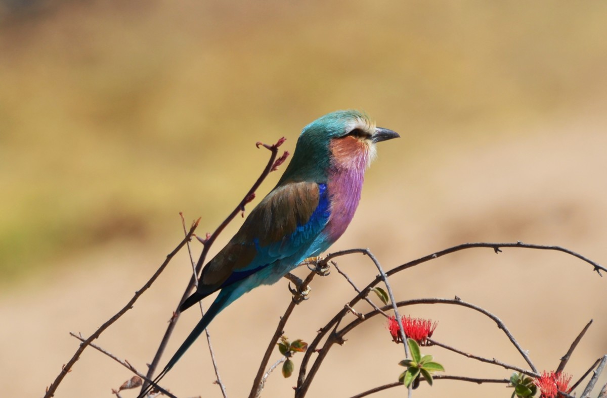 lilac-breasted roller 