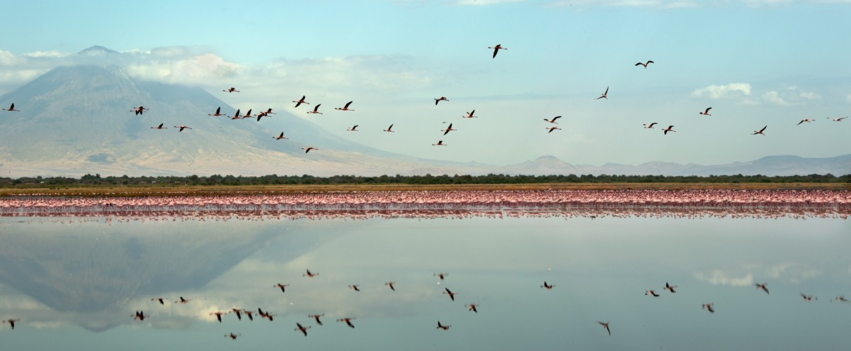 lake Natron Flamingos