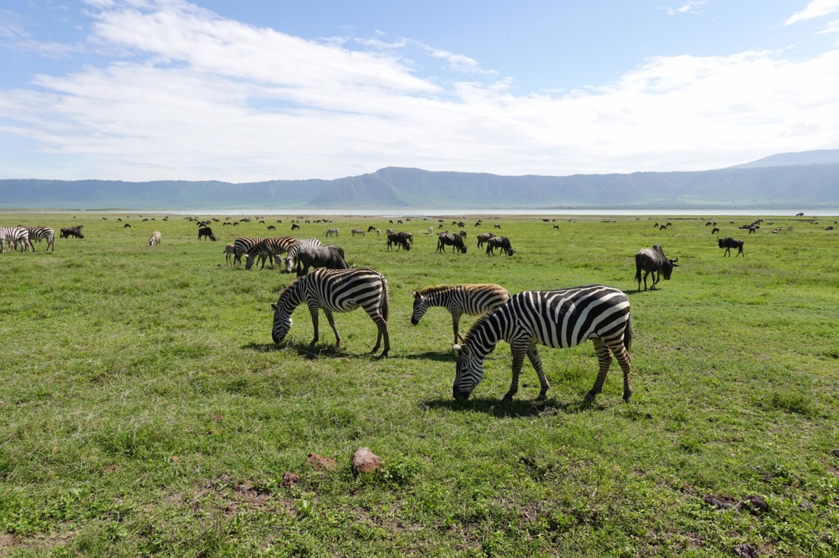 5. Tag: Im Ngorongoro-Krater