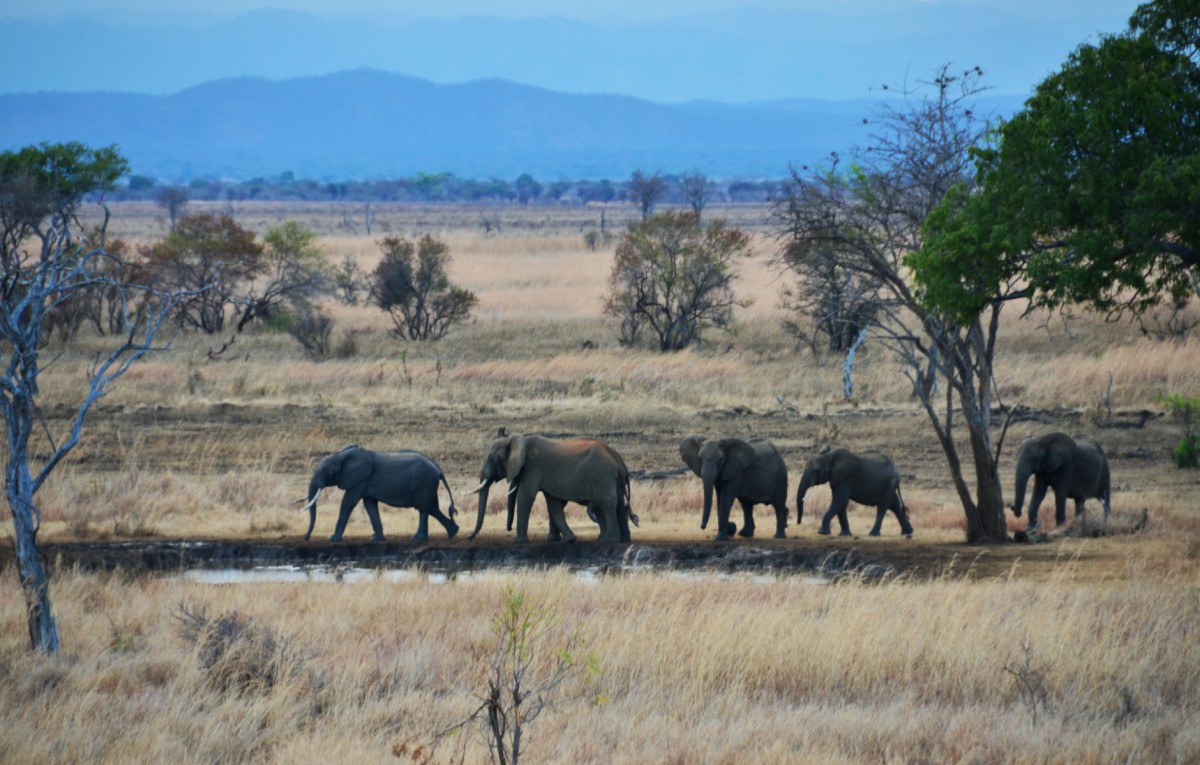 safari south tanzania mikumi