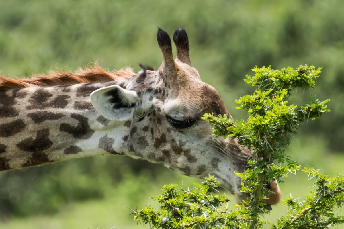 Giraffe im Mikumi isst Blätter von Akazienbaum