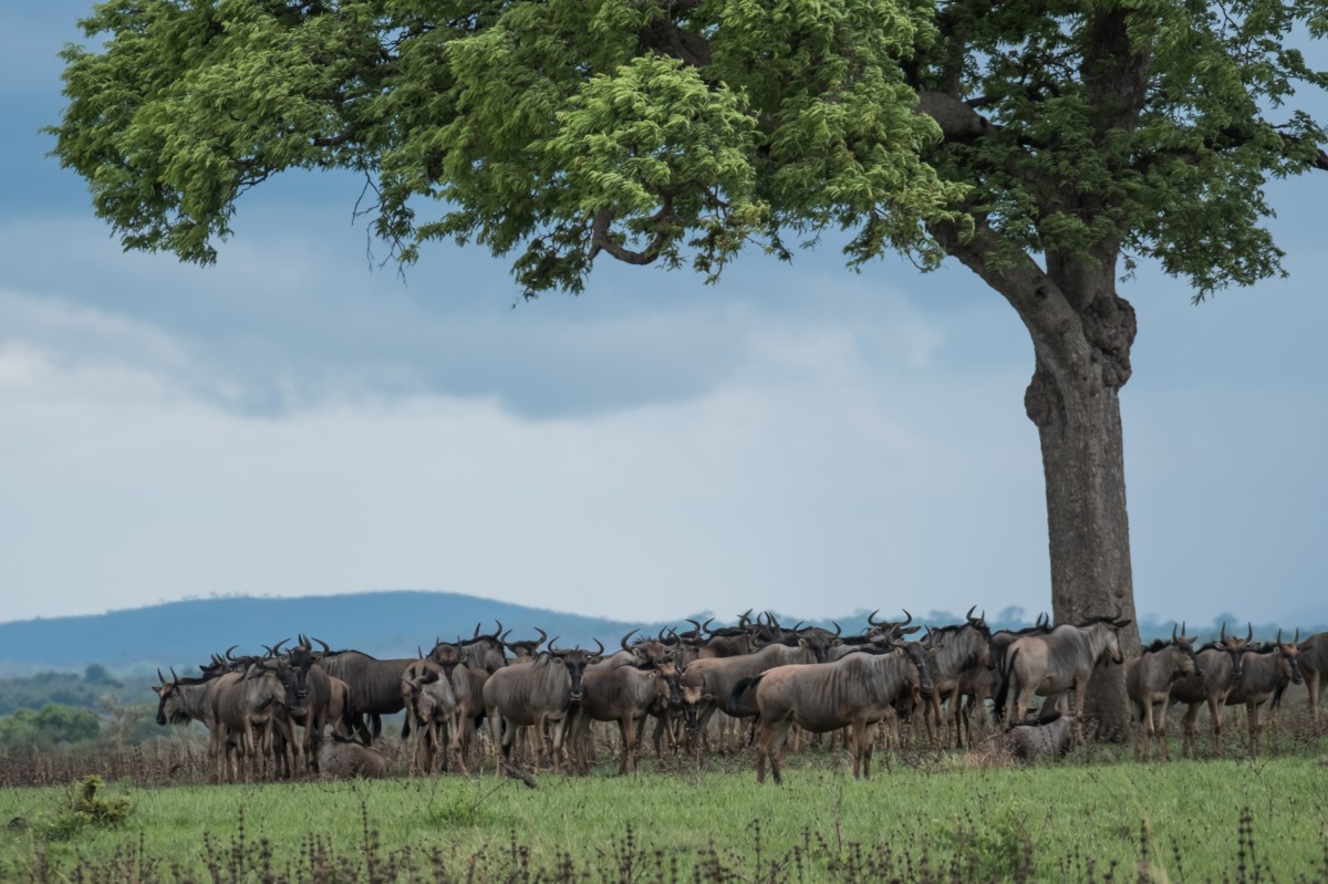 Gnu Migration Safari Mikumi
