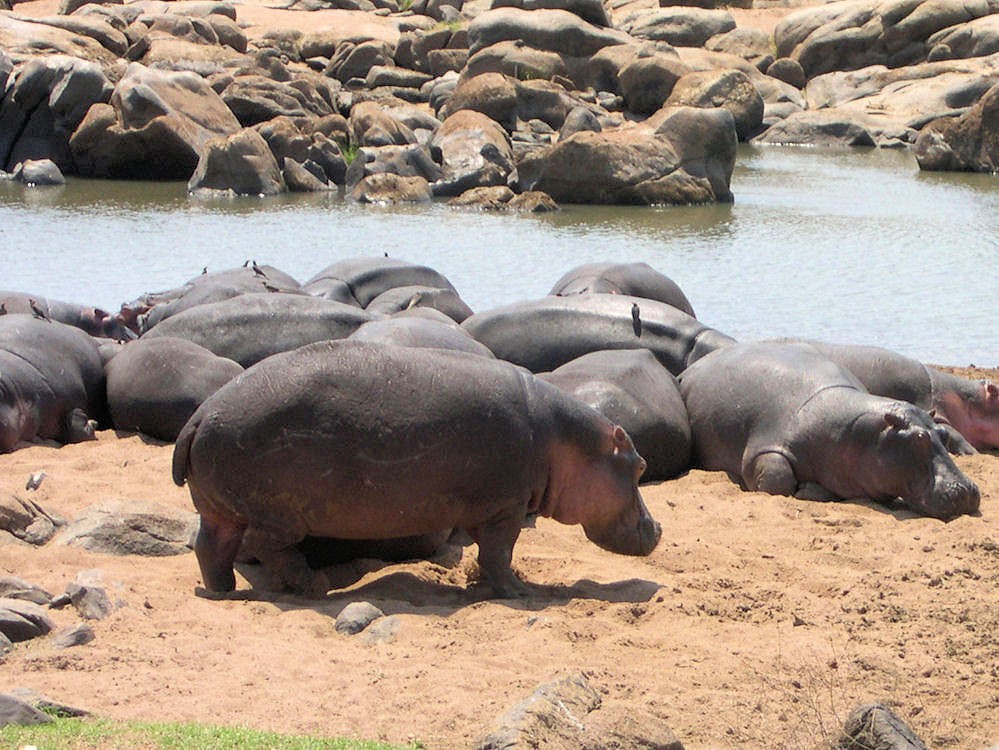 Hippo family in Ruaha